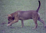 The Dog