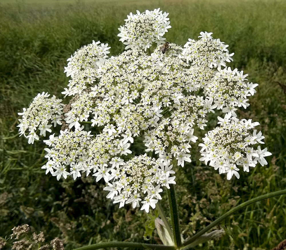 Hogweed