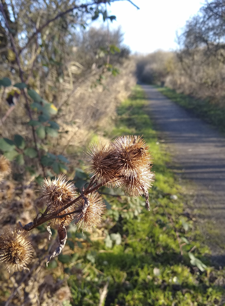 Burdock (Arctium lappa). The root of which is used with Dandelion root to make the Dandelion &amp; Burdock drink