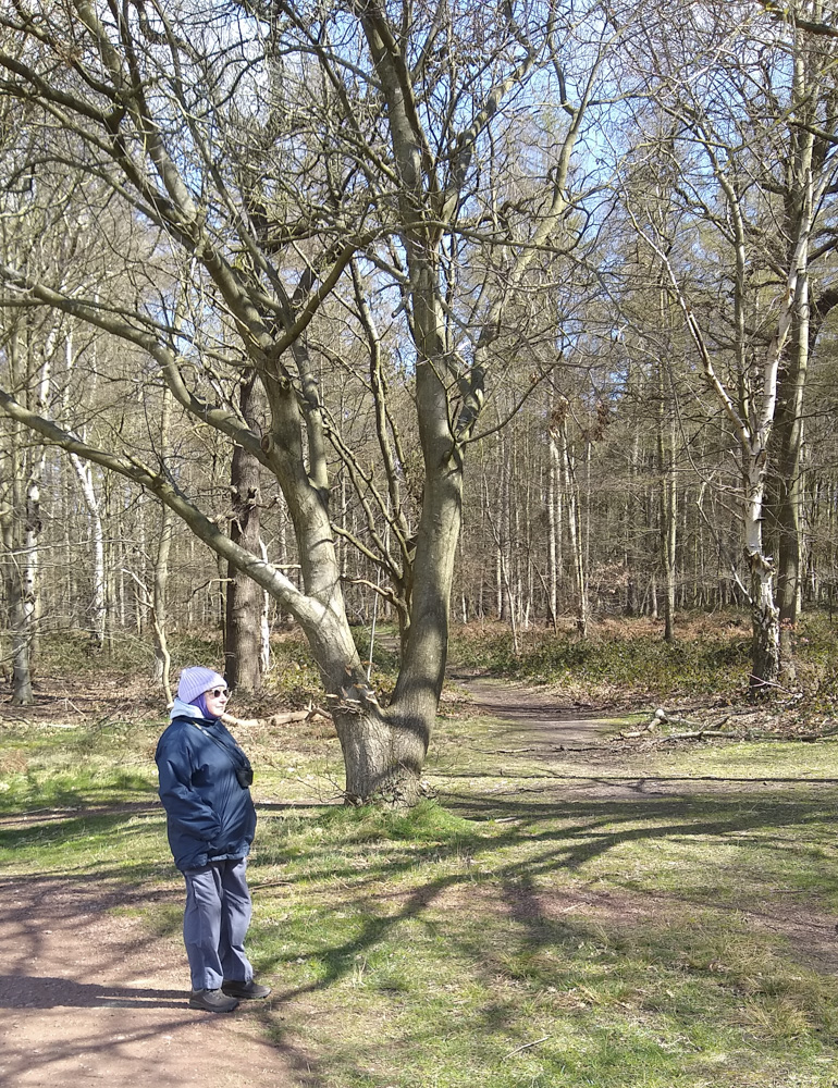 Approaching Tank Wood