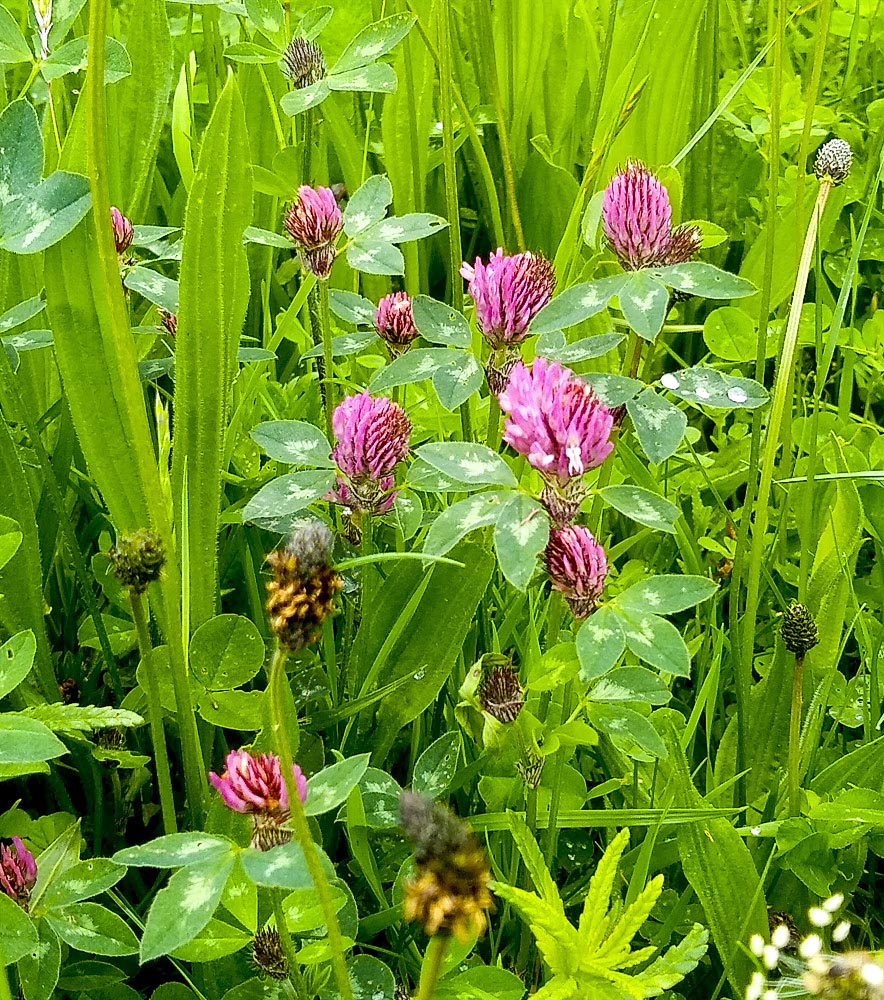 Red Clover